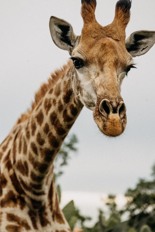 Addo Elephant Safari Lodge - Bellevue Forest Reserve Paterson Exterior foto